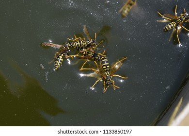 Wasps Drink Water Pan Swim On Stock Photo 1133850197 | Shutterstock