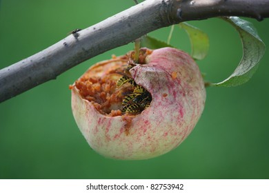 2,384 Wasp apple Images, Stock Photos & Vectors | Shutterstock