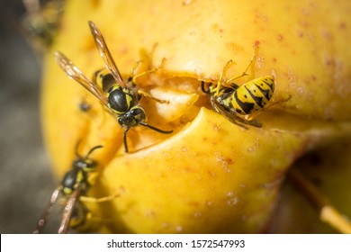 231 Wasp Eating A Rotten Apple Images, Stock Photos & Vectors ...