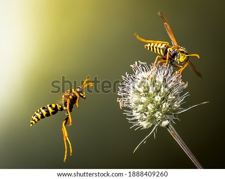 Wasps fly around the flower. Predatory wasps.