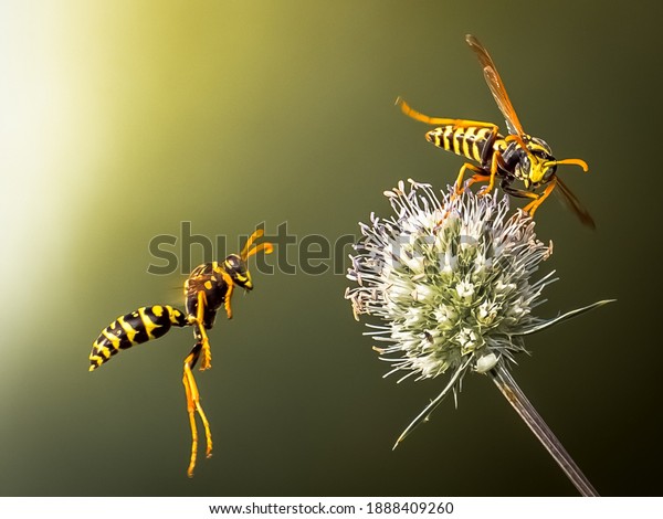 Wasps fly around\
the flower. Predatory\
wasps.