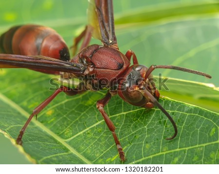 Wasps are flying insects that are easily recognized because they are known to sting when disturbed and the colors are striking in some species. Wasps are included in the order Hymenoptera which also c