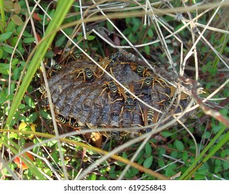Wasps hive