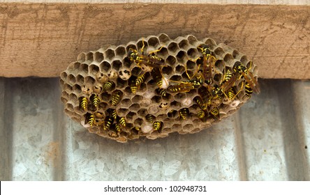 Wasps In The Nest