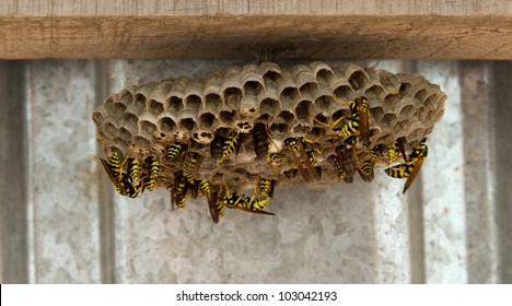 Wasps In The Nest