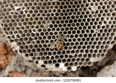 Wasps Nest Ground Stock Photo 1255750081 | Shutterstock