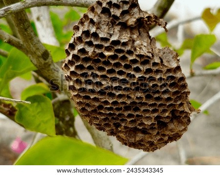 Wasp's nest in my garden.The inside is colection of hexagonal-shape stuctures made of lumps of wood they have chewed up.It use the space to.store eggs,larvae and pupae