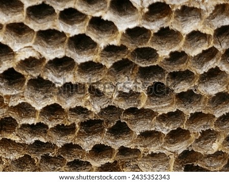 Wasp's nest in my garden.The inside is colection hexagonal-shape stuctures made of lumps of wood they have chewed up.It use the space to store eggs,larvae and pupae.Macro photography