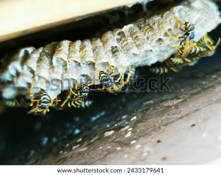 Wasp's nest. Nervous wasps in their hidden shelter