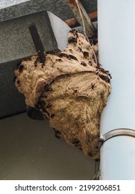 Wasps Nest Nests Under Roof Stock Photo 2199206851 | Shutterstock