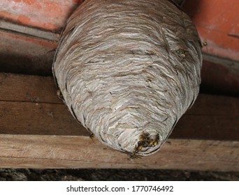 Wasps Nest And Wasps On The Ceiling