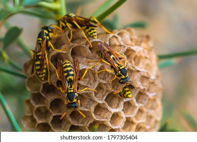 Wasps In A Nest On Plant