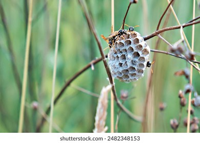 Wasp's nest. A wasp's nest with wasps sitting on it. Close-up of a nest of a family of wild wasps.