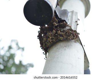 Wasps Nest Under A Lamp Post

