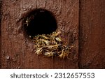 Wasps nest in the wood hole - aggressive wasps going out and in from the nest - macro photography