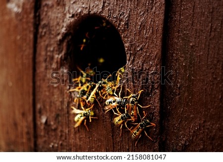Wasps nest in the wood hole - aggressive wasps going out from the nest