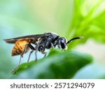 Wasps perched on green leaves, The Asian hornet ( Vespa velutina)