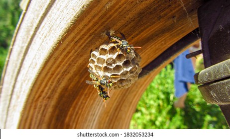 Wasps swarm on their paper nest as it hangs from an outdoor structure. Macro of an insect in nature.