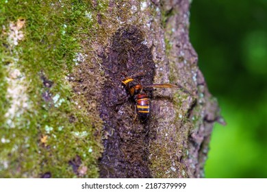 Wasps swarming on sawtooth sap