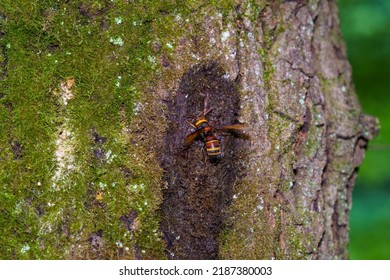 Wasps swarming on sawtooth sap