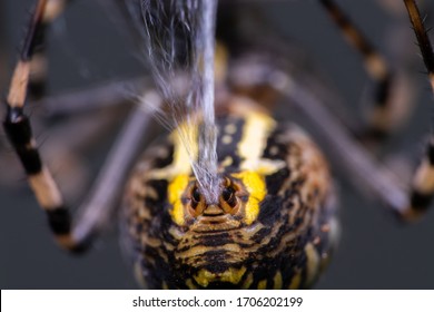 Waspsider Spinneret Close Up During Weaving