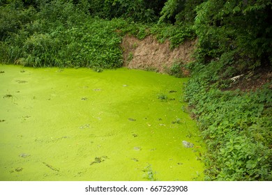 Waste Pond And Green Algae.