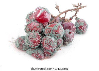 Wasted, Rotting Grapes, Bunch of green moldy red grapes isolated on white, copy space,