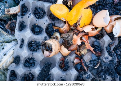 Waste-free Farming With Circular Use Of Resources. Compost Heap