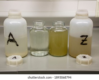 Wastewater Samples In The Laboratory Of A Wastewater Treatment Plant