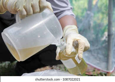 Wastewater Sampling By Method Composite Sampling. ( Pouring Water Put Bottles )