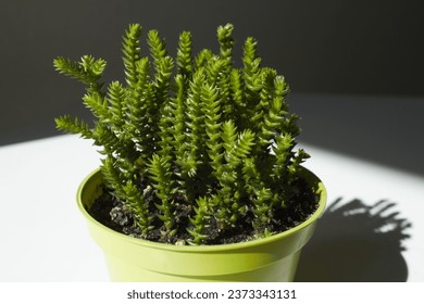 Watch Chain plant (Crassula muscosa), succulent in a green pot. - Shutterstock ID 2373343131