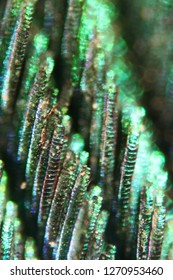 Watch insects with a microscope
