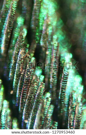 Watch insects with a microscope