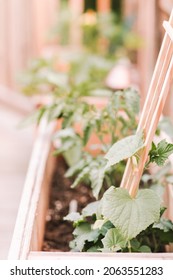 Watch My Small Container Garden Grow