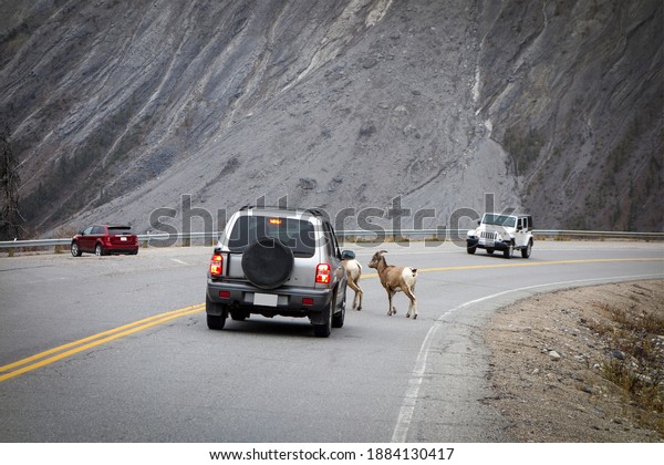 watch out for animals on the road                       \
     