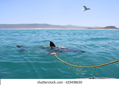 WAtch Out- Shark Cage Diving, South Africa