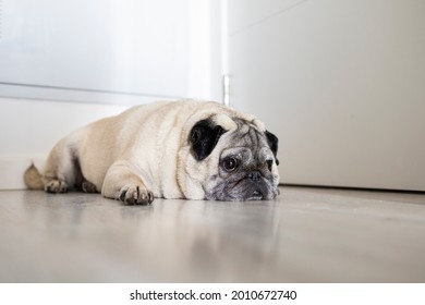 
Watchdog in front of the front door. Dog waiting for the return of its owner. Separation anxiety. Portrait of a cute pug breed dog