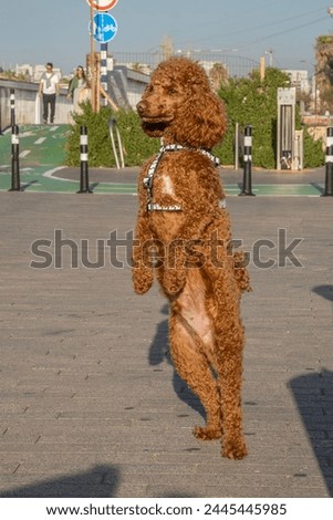 A watchful brown poodle standing on its hind legs on a sidewalk, on a sunny day.