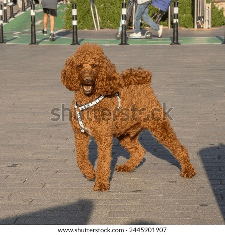 A watchful brown poodle standing on a sidewalk on a sunny day.