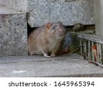 Watchful brown rat (Rattus norvegicus)