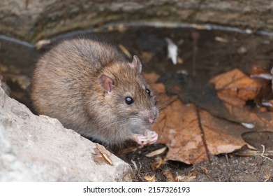 Norvegicus Images, Stock Photos & Vectors | Shutterstock