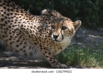 Watchful crouching cheetah cat on a flat rock.
