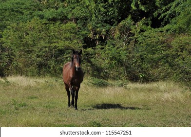 A Watchful Dark Bay Feral Horse On The Island Of Vieques In Puerto Rico