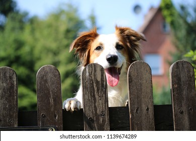 Watchful dog stands at the garden gate