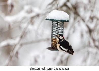 Bird Feeders Images Stock Photos Vectors Shutterstock