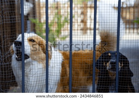 Watchful guard dog behind gate