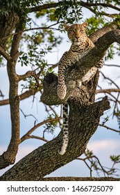 watchful Leopard lazing about in a tree with its tail dangling down, in the Masai Mara