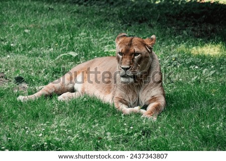 Watchful lioness lying in the grass, embodying the tranquil yet attentive spirit of the wild.