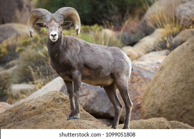 Watchful Male (ram) Big Horn Sheep 