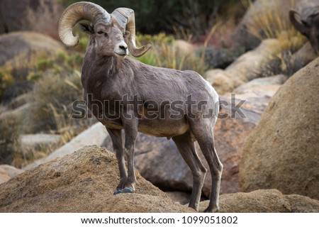 Watchful male (ram) big horn sheep 
